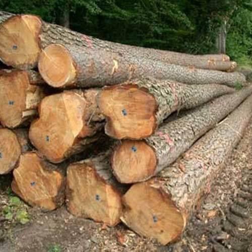 Industrial Wood Log